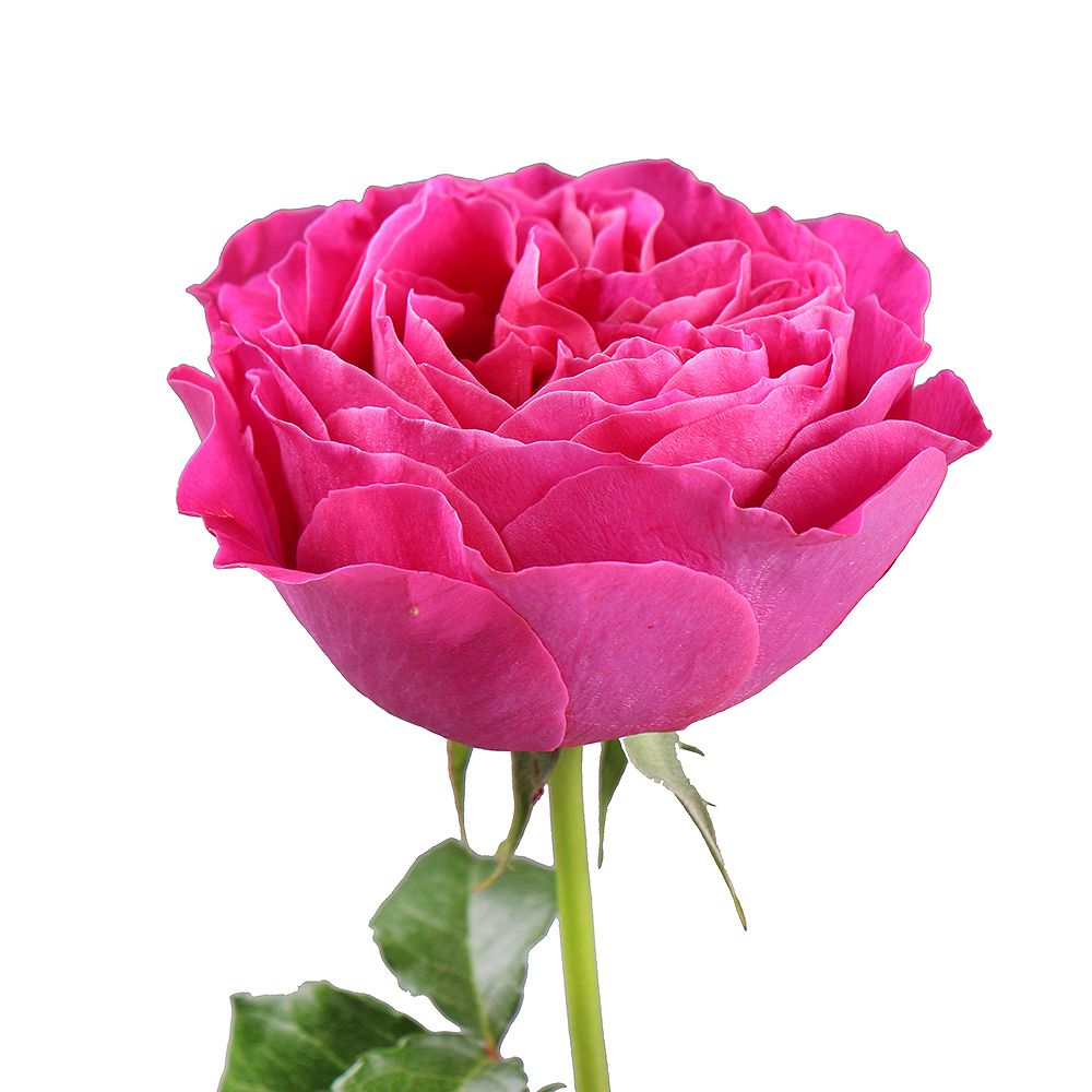 Троянда Девіда Остіна Кейт поштучно