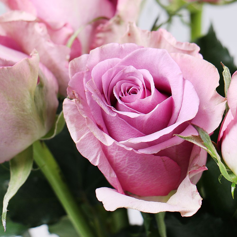 Rose Memory Lane by piece 10 €
