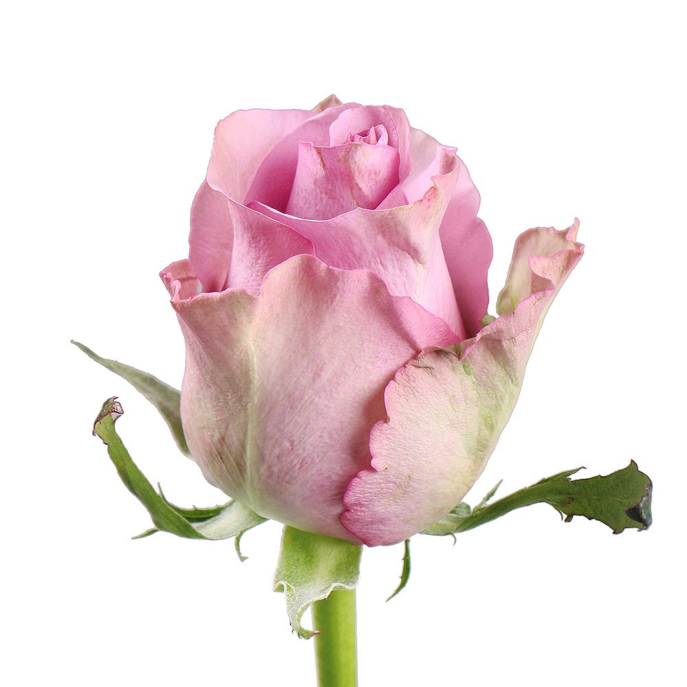 Rose Memory Lane by piece 10 €