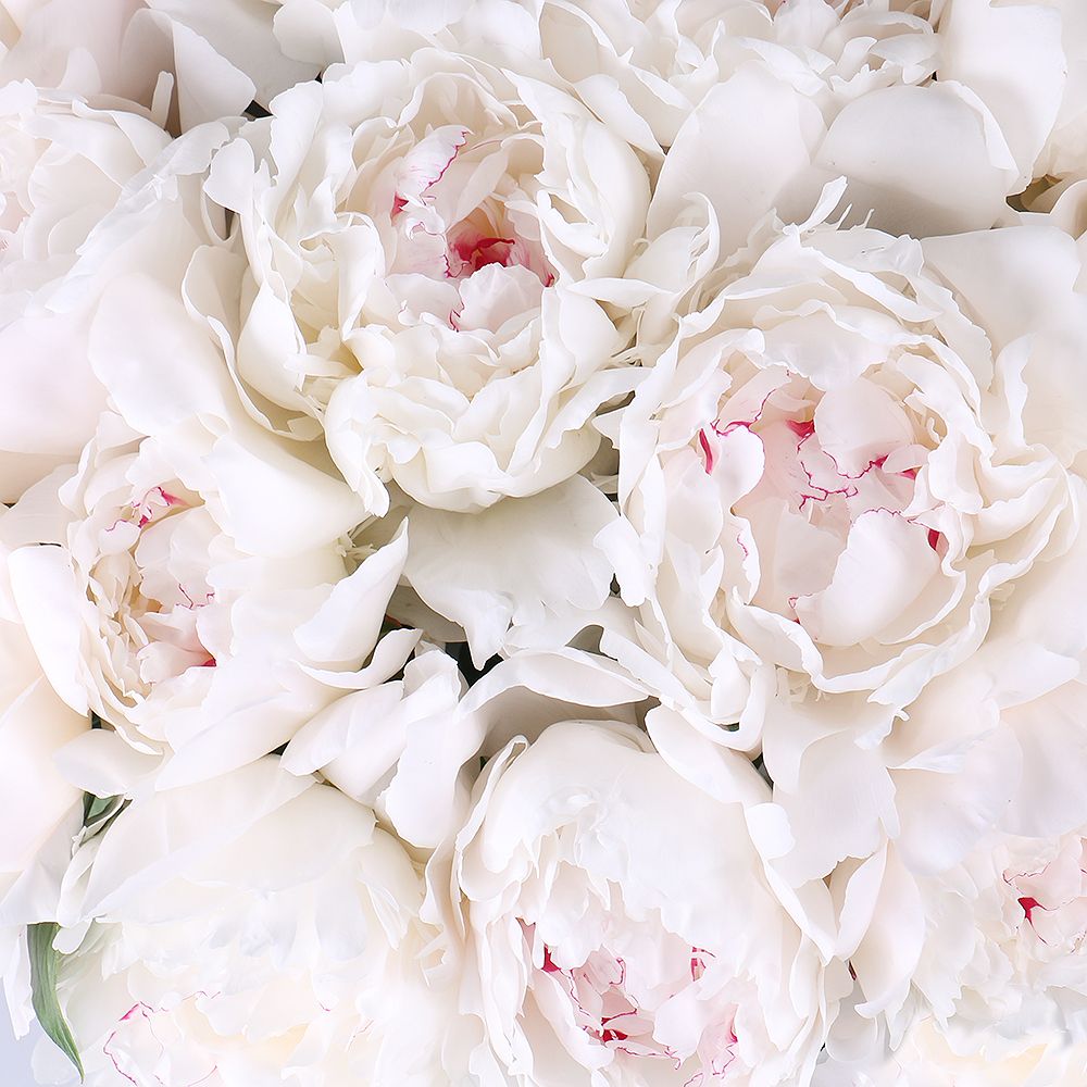 White peonies by piece White peonies by piece