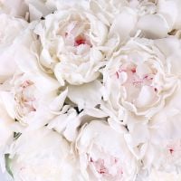 White peonies by piece