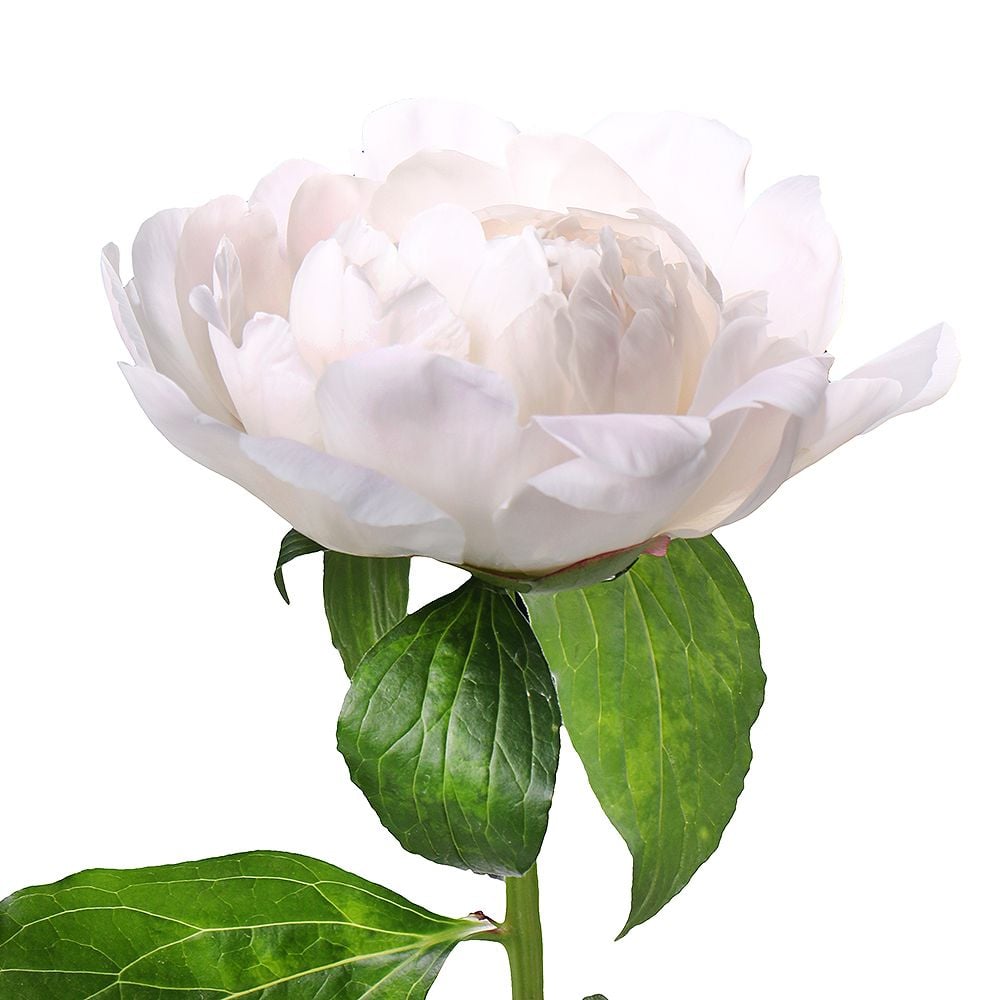 White peonies by piece White peonies by piece