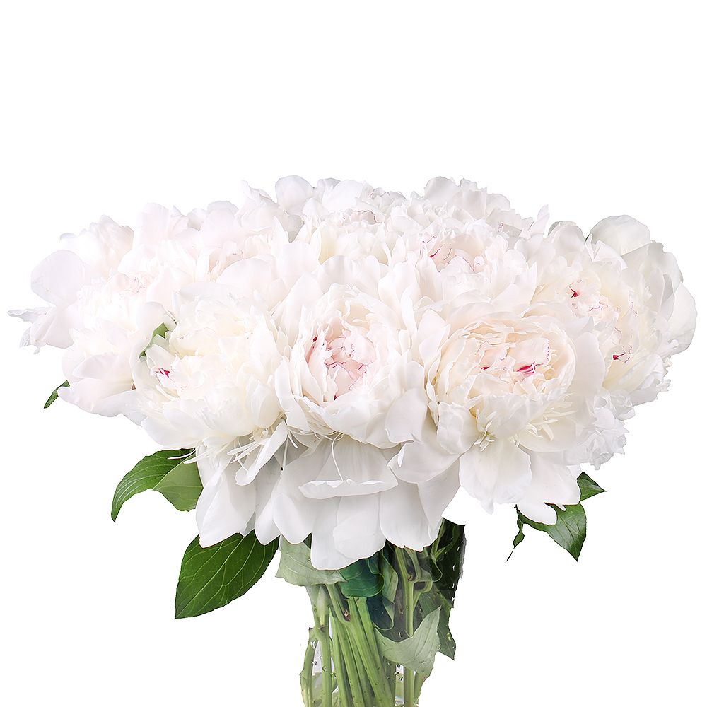 White peonies by piece White peonies by piece