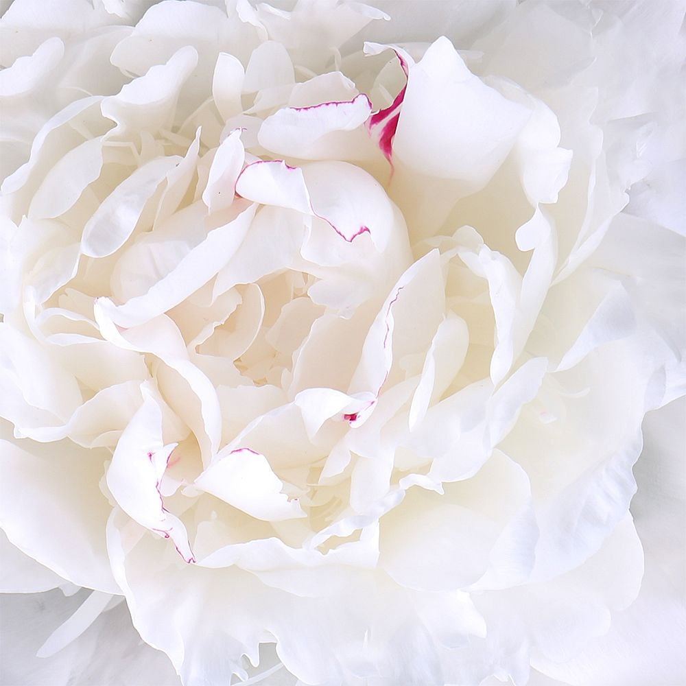 Tenderness of the petals Tenderness of the petals