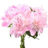 Peony is light pink by the piece Maputo