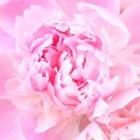 Peony is light pink by the piece