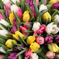 Of the 101 tulips Neuilly-sur-Seine