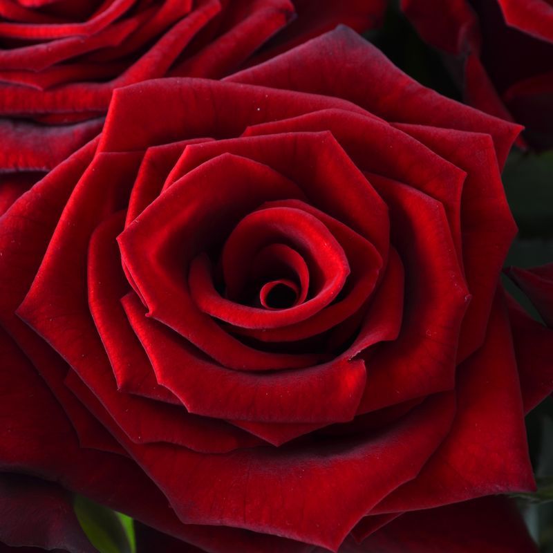 21 красная роза 21 красная роза