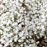 Bouquet of baby\'s breath Striy