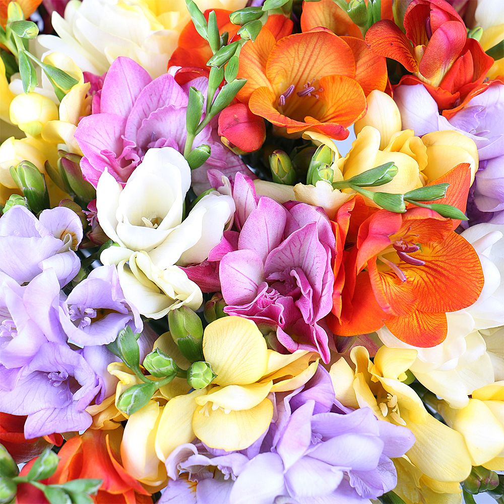 Of the 65 multi-colored freesias