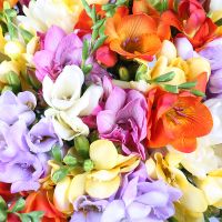 Of the 65 multi-colored freesias Katatura