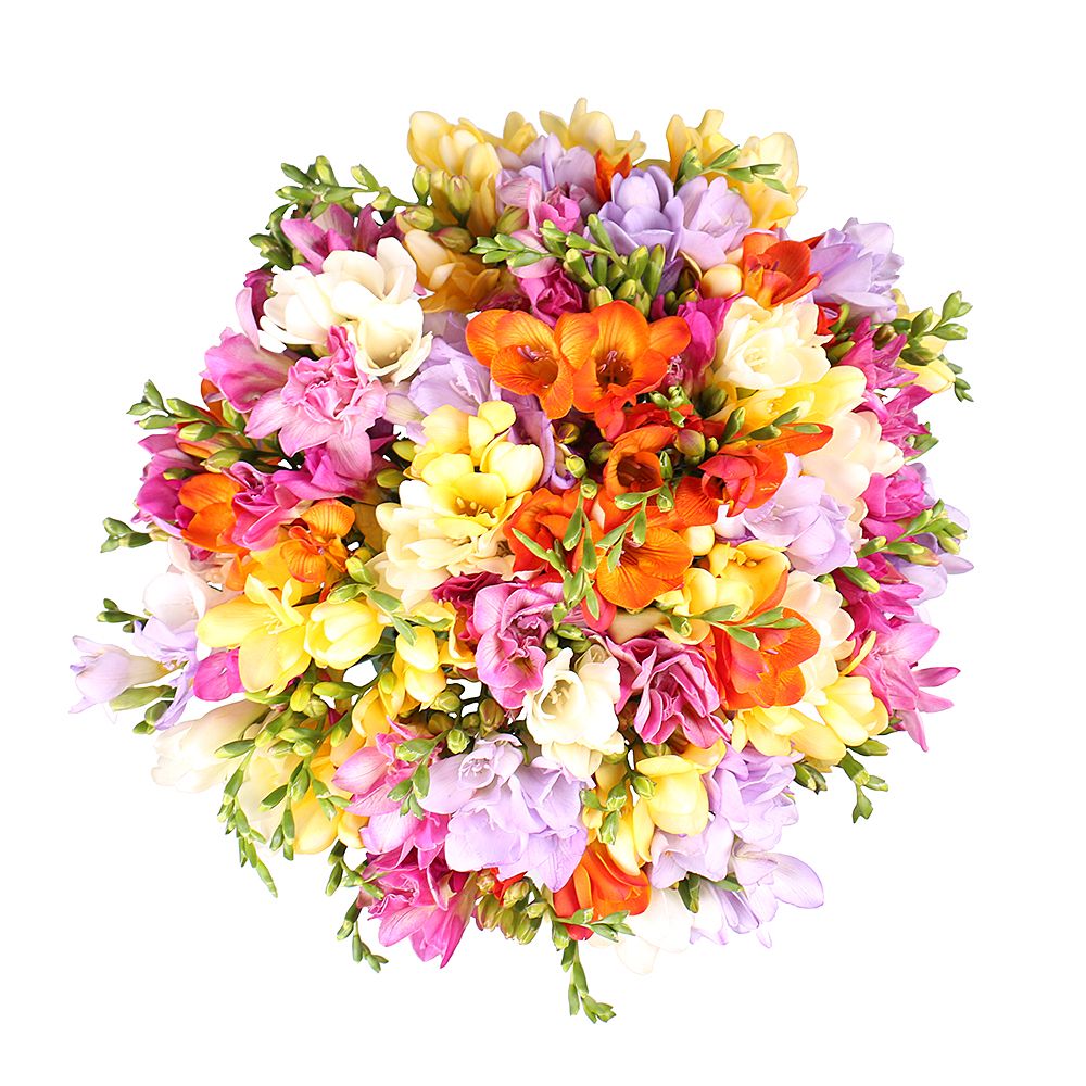 Of the 65 multi-colored freesias