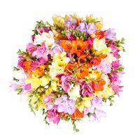 Of the 65 multi-colored freesias