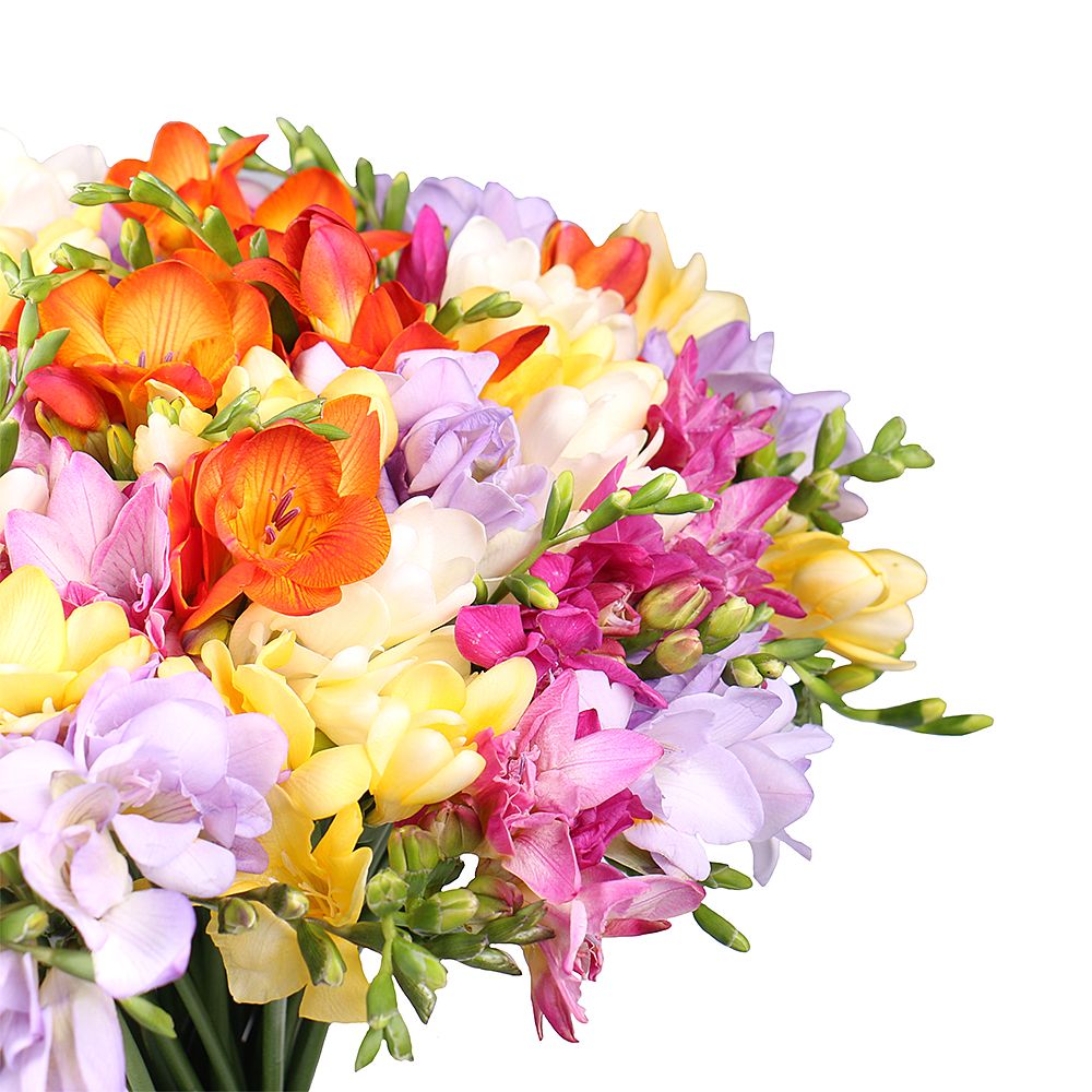 Of the 65 multi-colored freesias