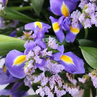  Bouquet Purple fog
														