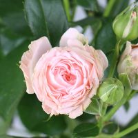 Роза кустовая Мадам Бомбастик