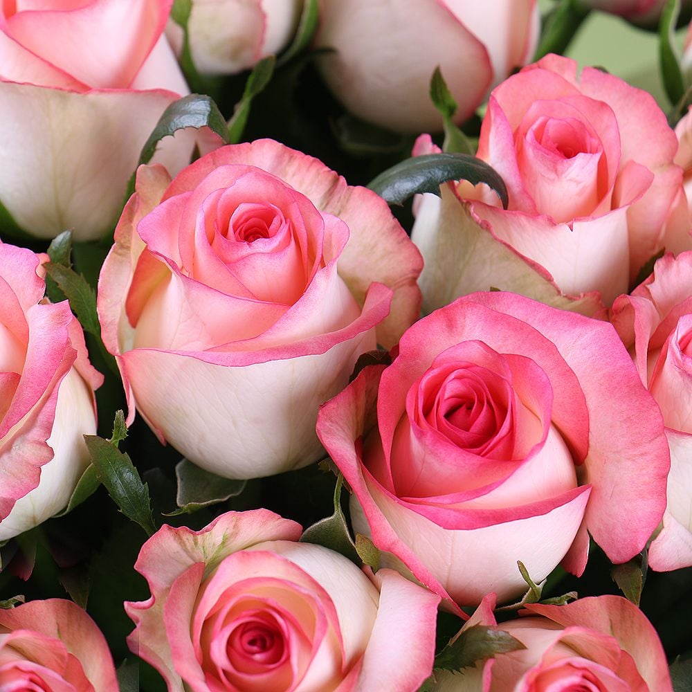 25 pink roses