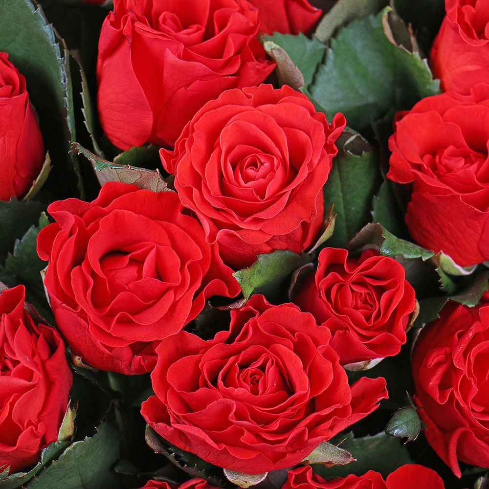 Букет 25 красных роз Букет 25 красных роз