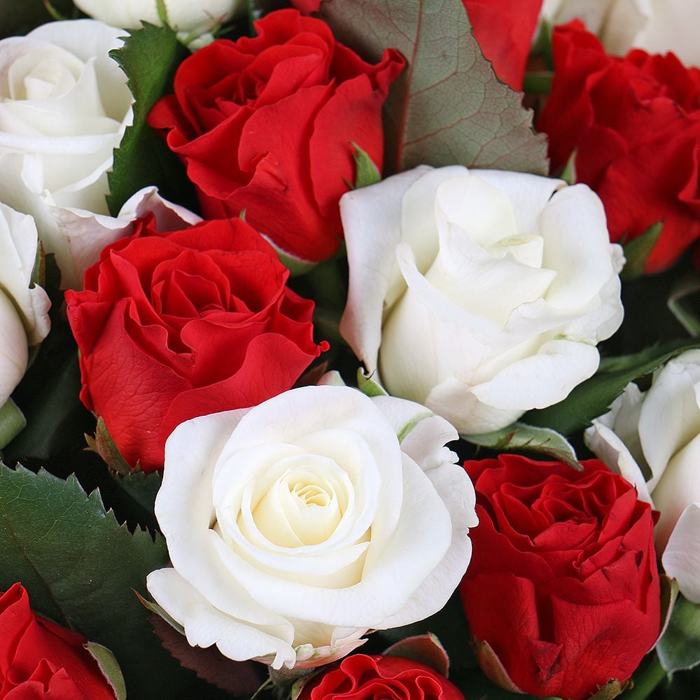 25 red and white roses