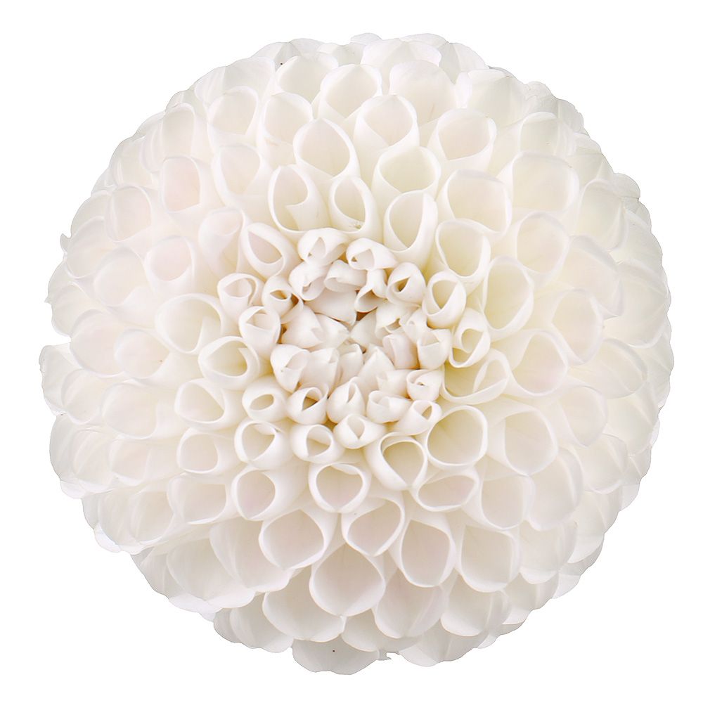 White dahlia by piece White dahlia by piece