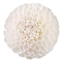 White dahlia by piece Chervonozavodskoe