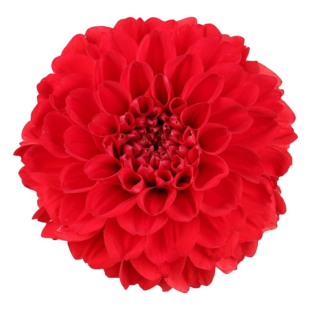 Red dahlia by piece Red dahlia by piece