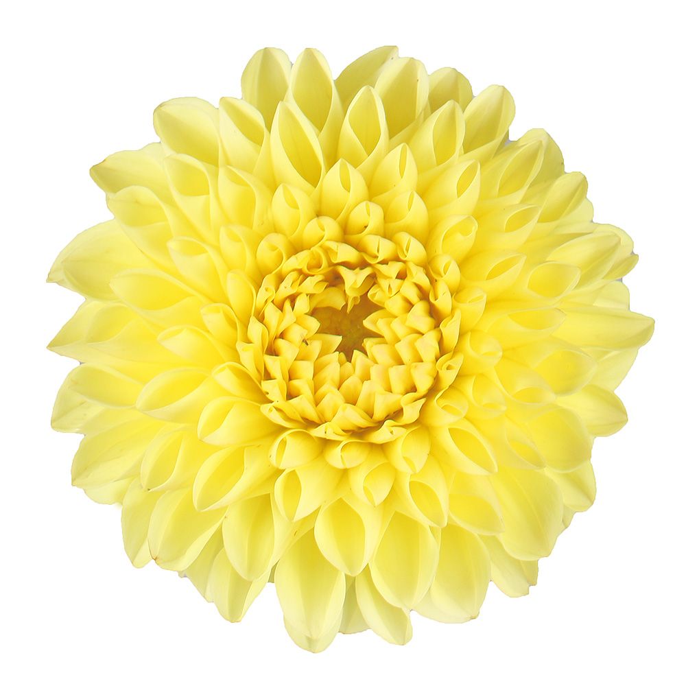 Yellow dahlia by piece Yellow dahlia by piece