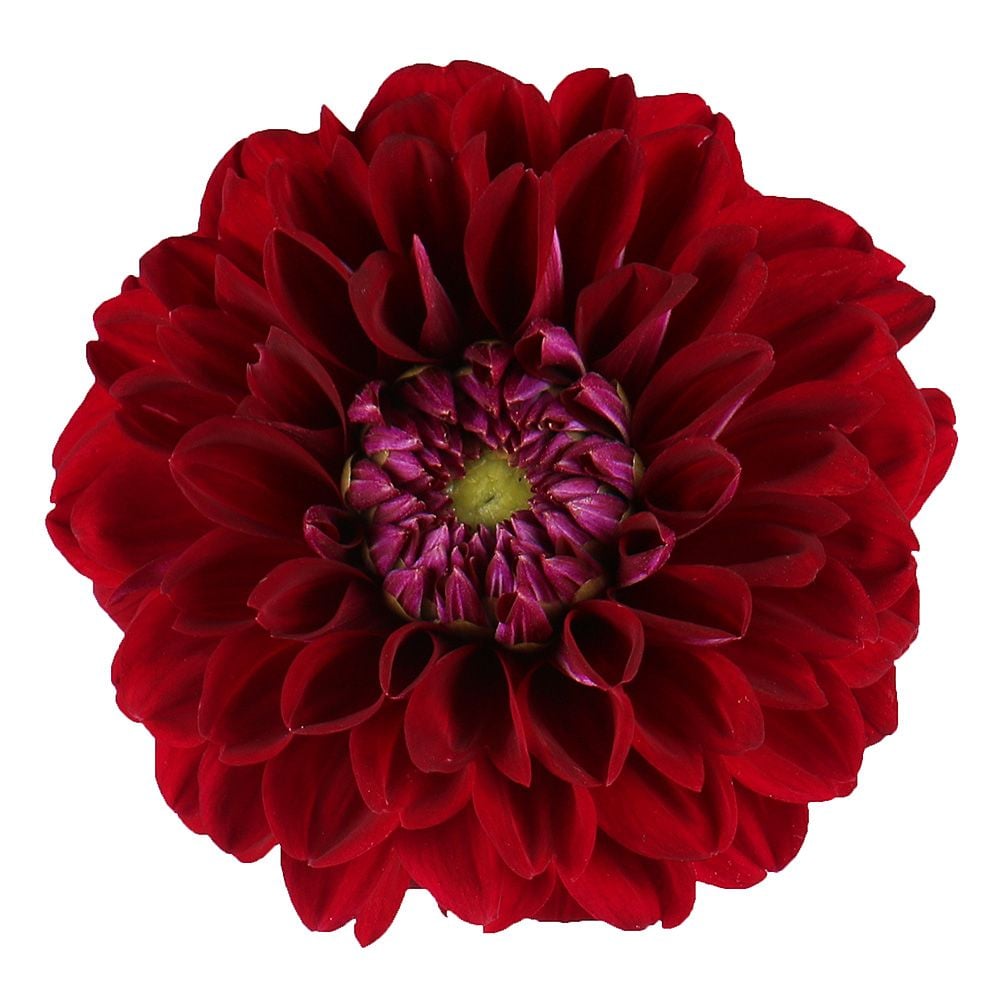 Burgundy dahlia by piece