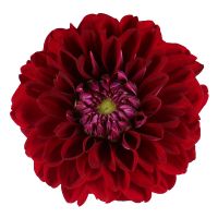 Burgundy dahlia by piece Stedje