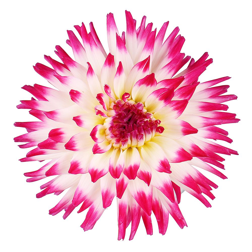 White-and-pink dahlia by piece