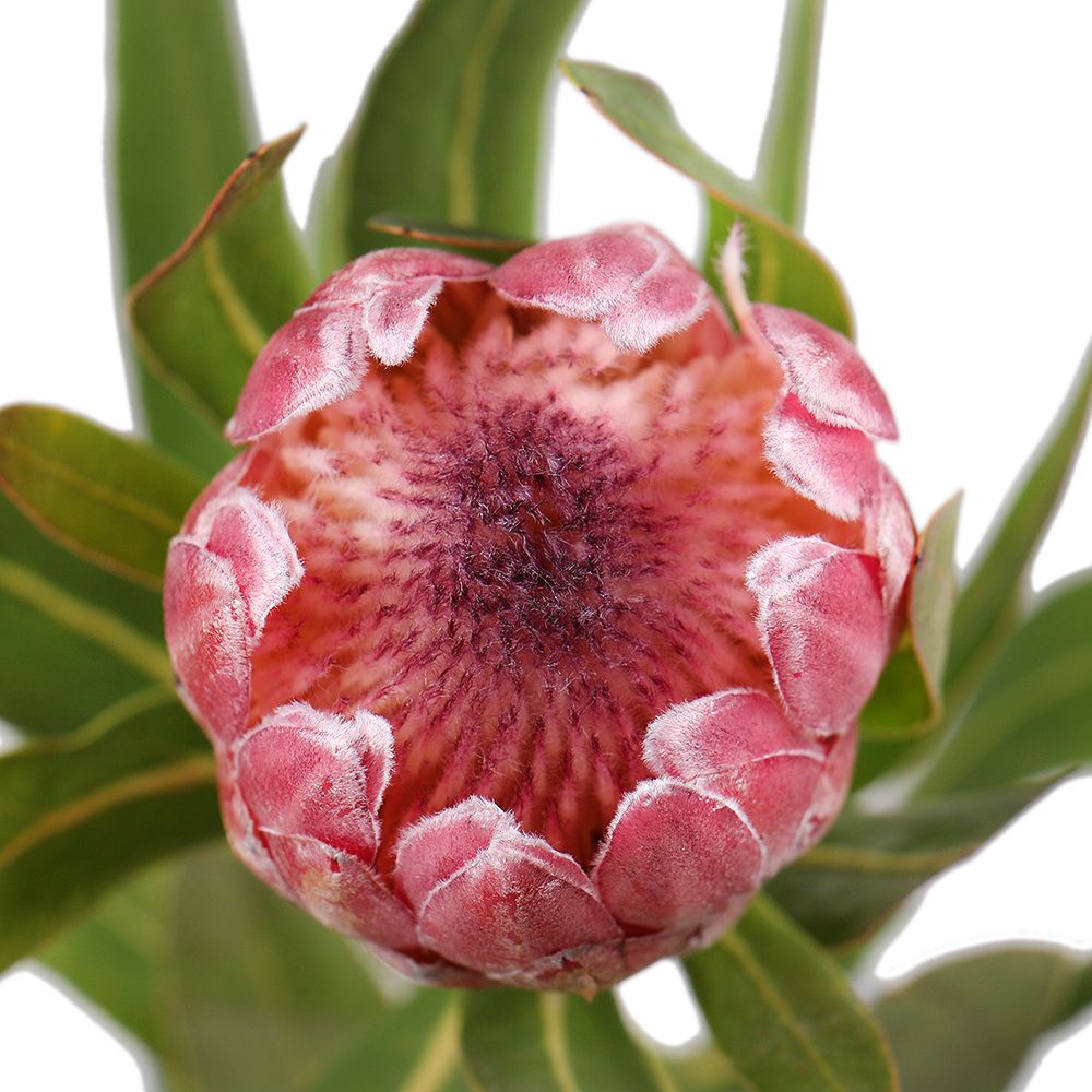 Protea by piece