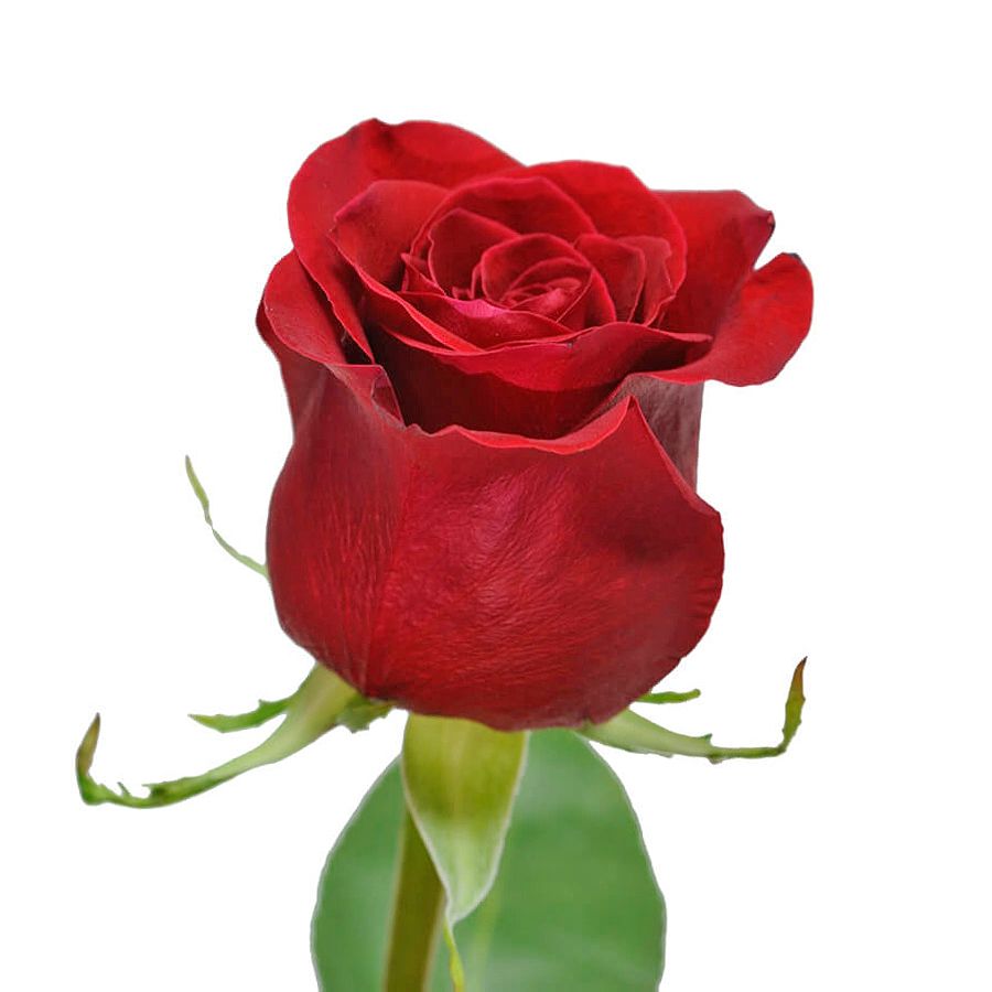 Красная премиум роза поштучно 50 см