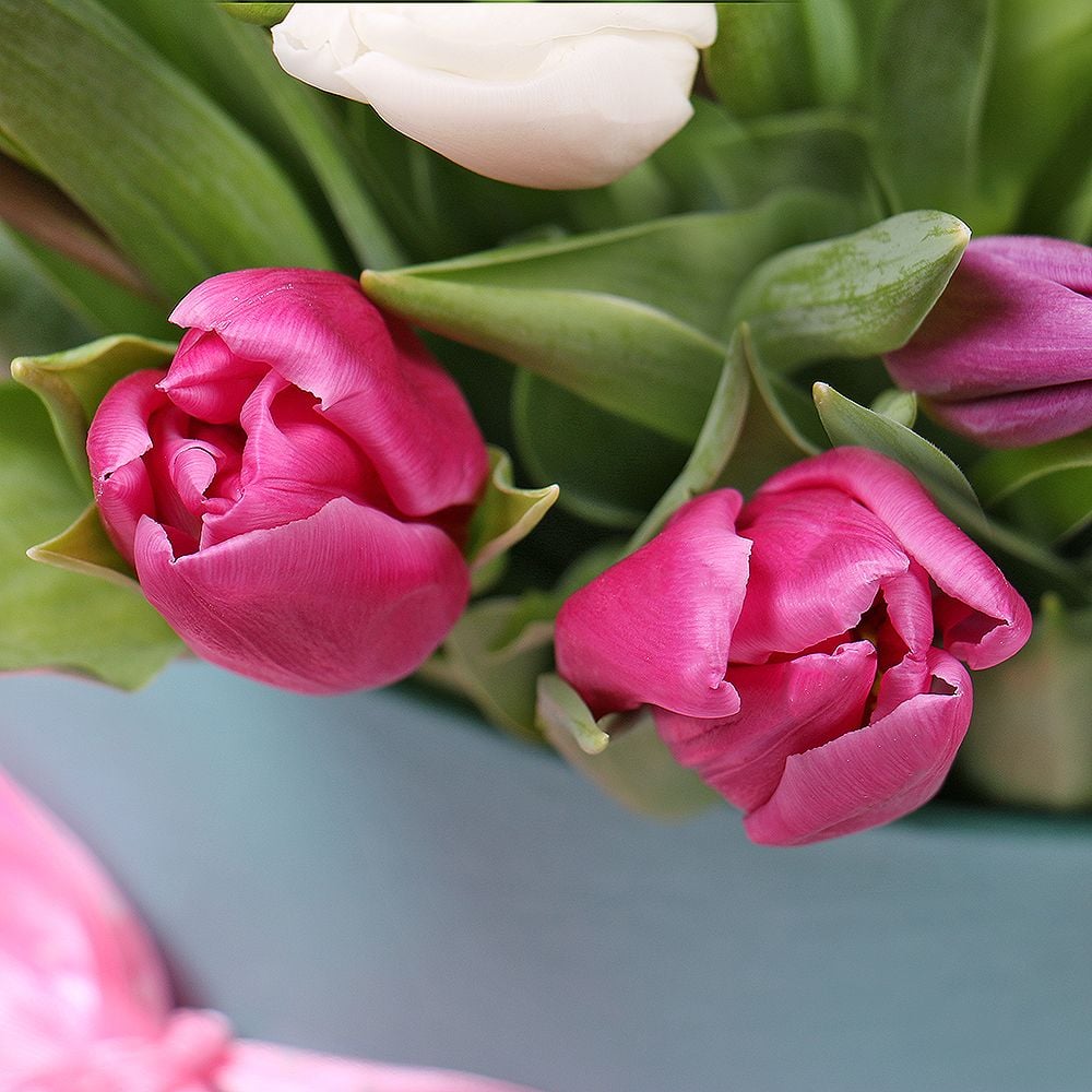 31 Tulips in a box