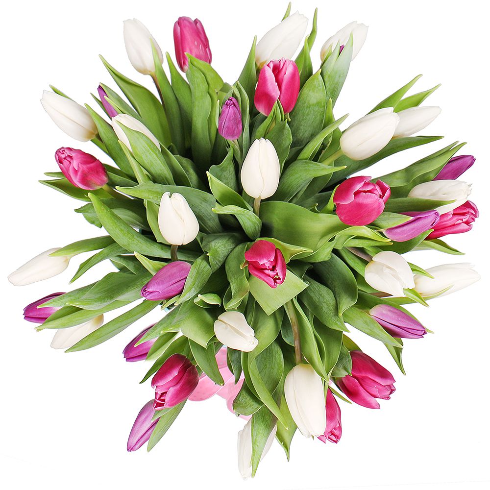 31 Tulips in a box