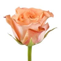 Троянда Капучіно поштучно