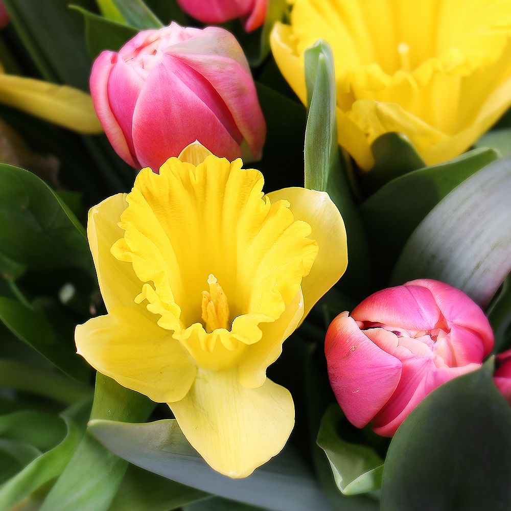 Tulips and narcissus Tulips and narcissus