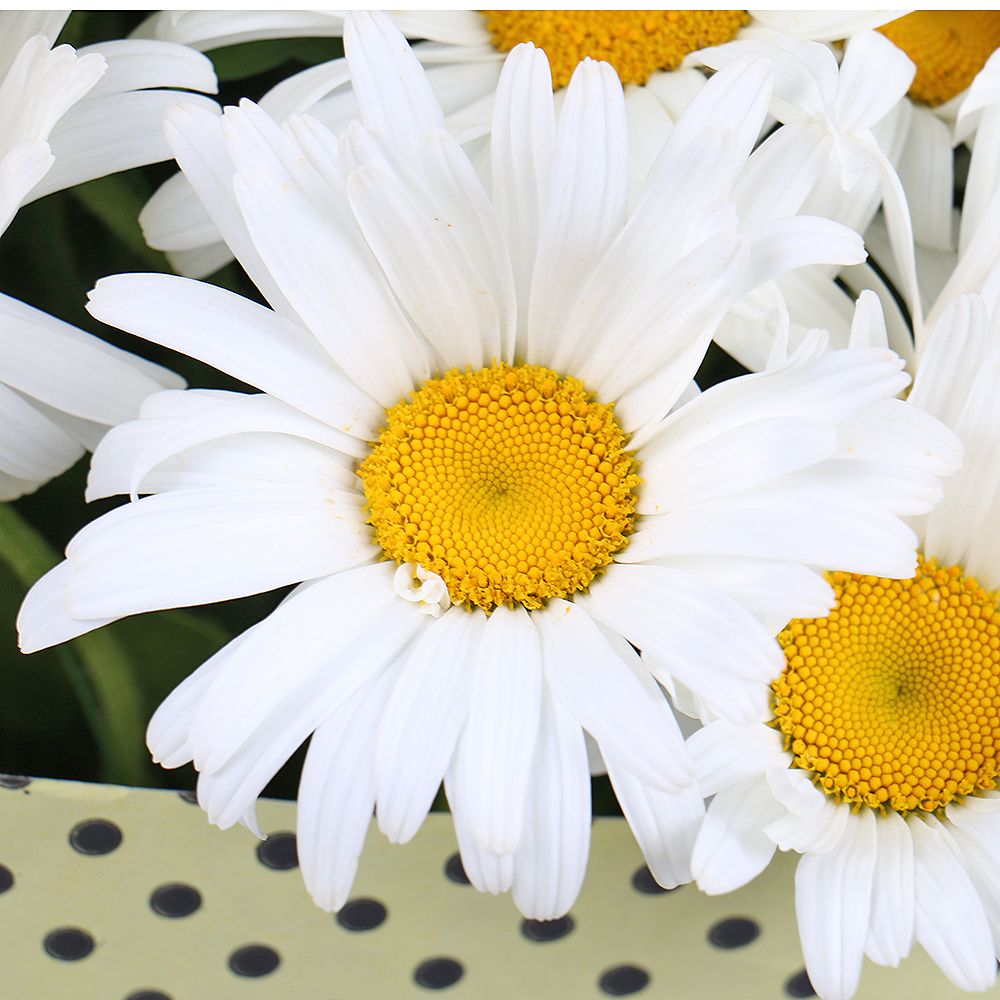 Bouquet of flowers Chamomile
													