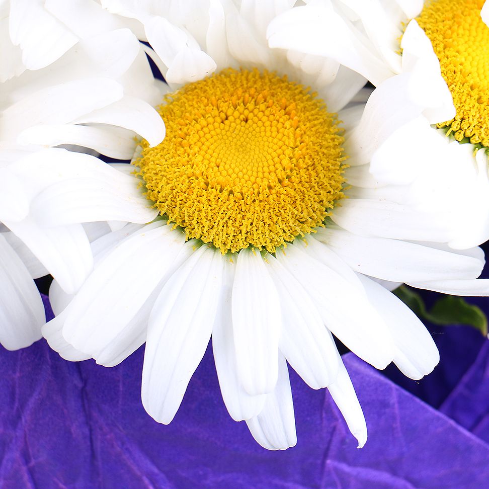  Bouquet 11 daisies
													