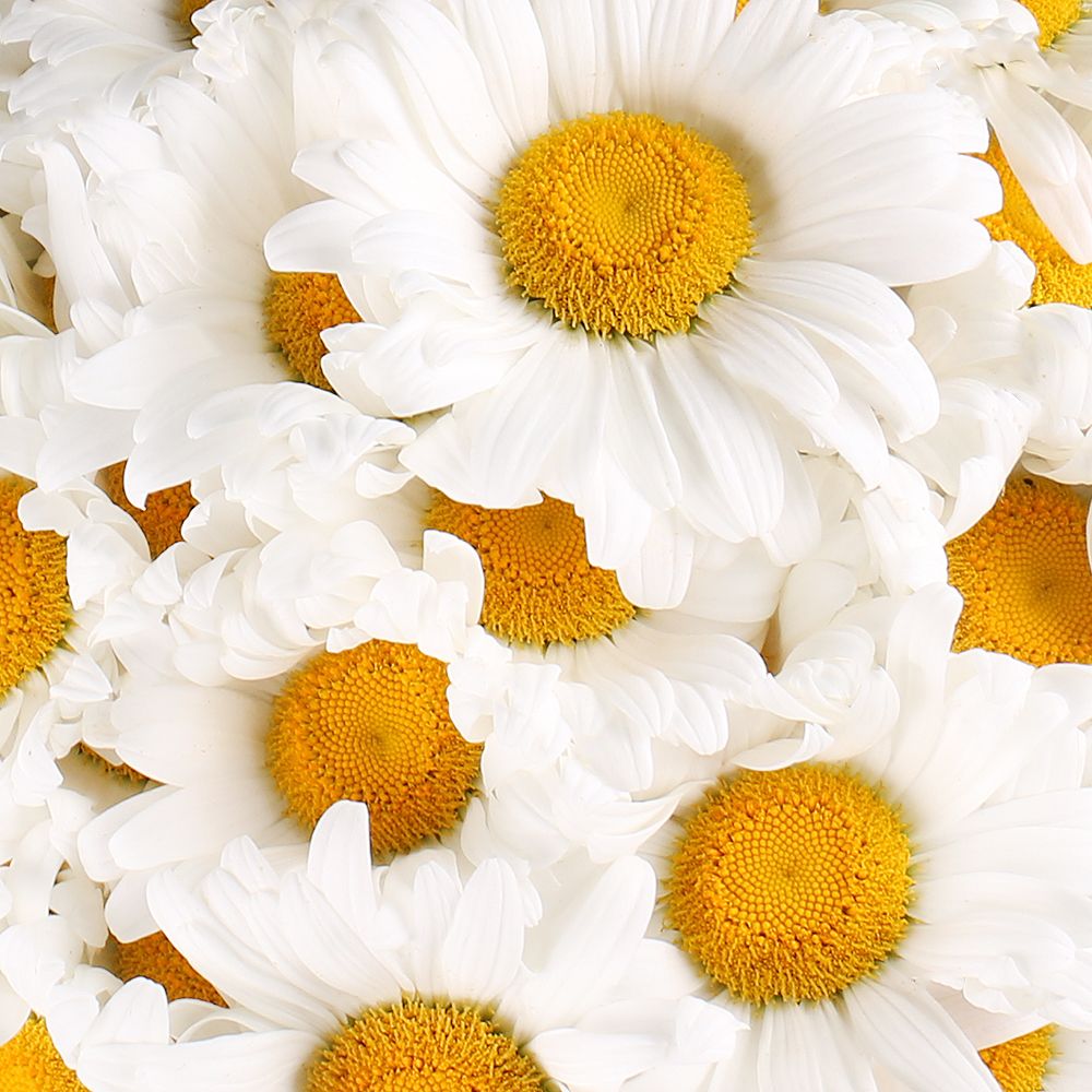  Bouquet 101 daisies
													