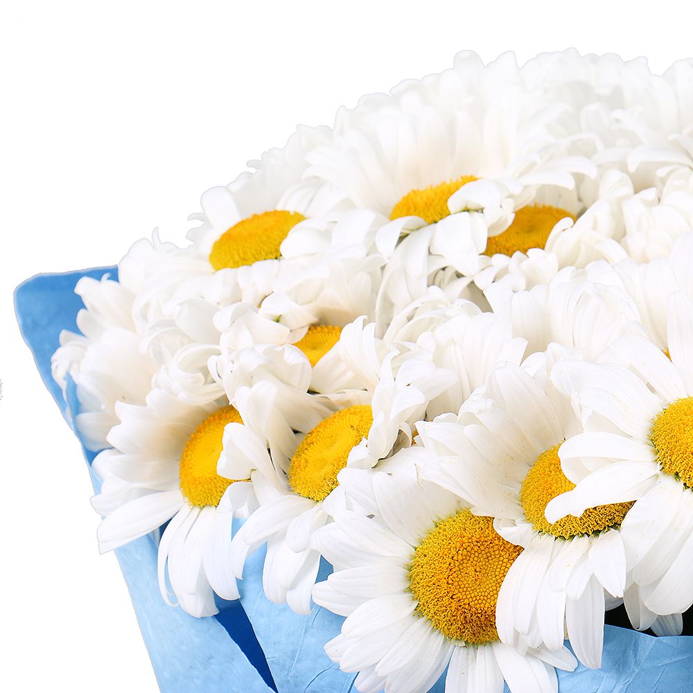 101 daisies 490 $