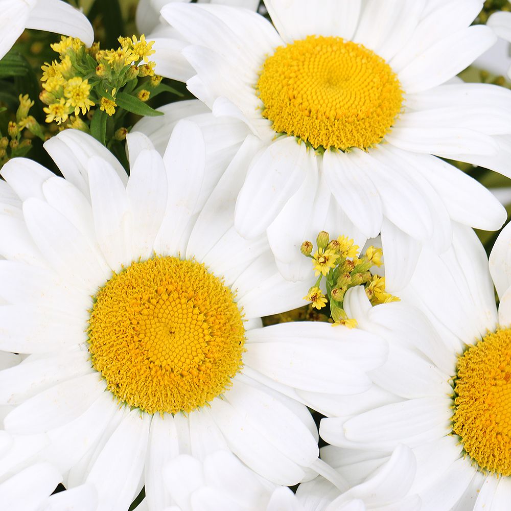 Daisies in a hat box