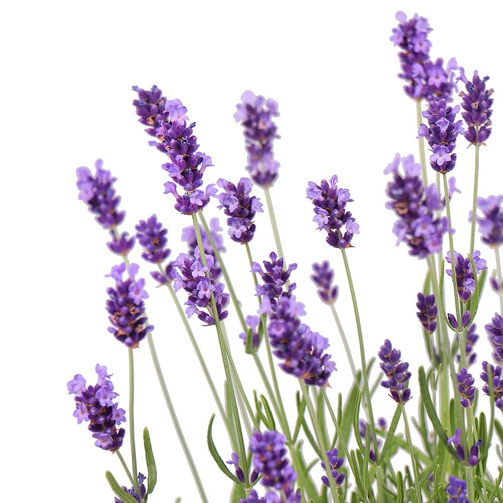 Lavender in a pot Lavender in a pot