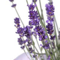 Lavender in a pot