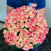 101 white-and-pink roses Parvomay