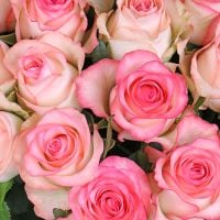 Букет 101 біло-рожева троянда