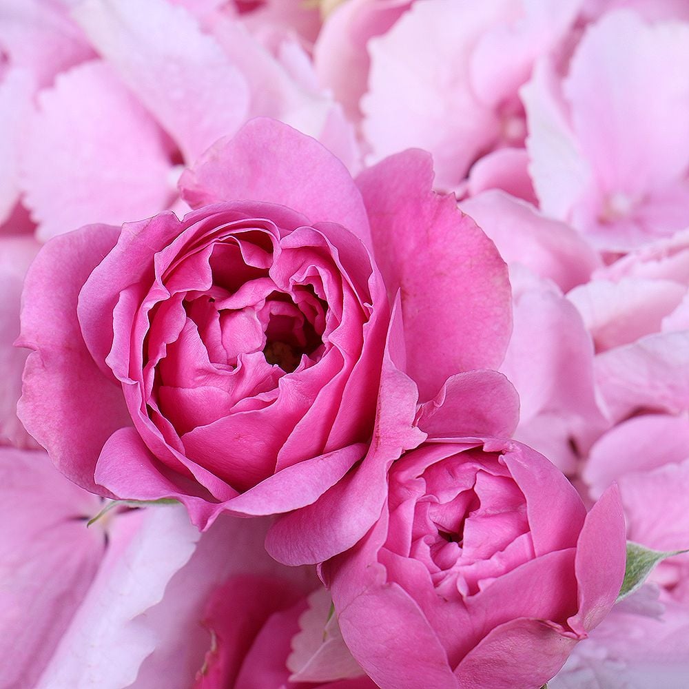  Bouquet Raspberry sorbet
													