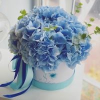 Blue hydrangea in a box