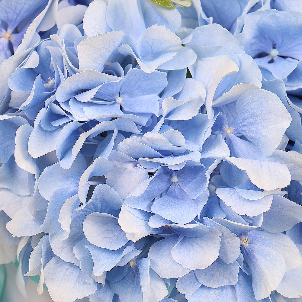 Blue hydrangea in a box Blue hydrangea in a box