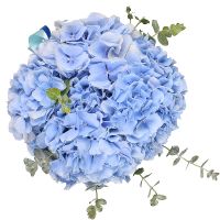 Blue hydrangea in a box Berkovitsa