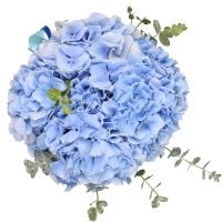 Blue hydrangea in a box Drabov